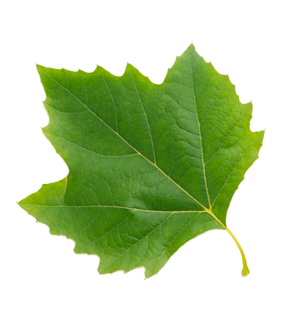 leaf