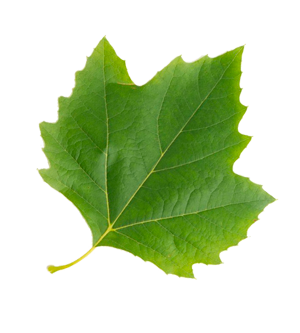 Leaf